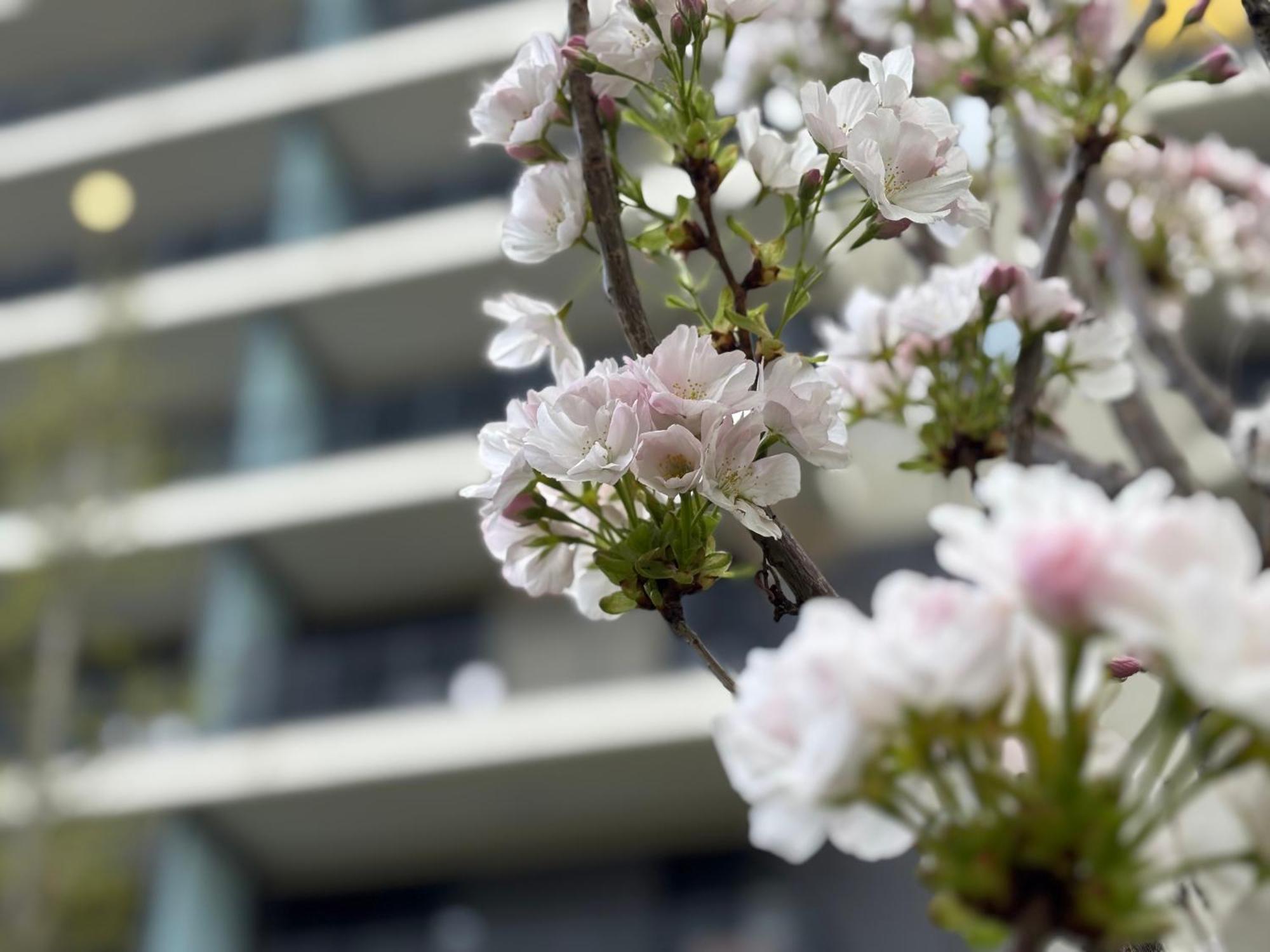Japandi Studio Apartment, Free Parking ブダペスト エクステリア 写真